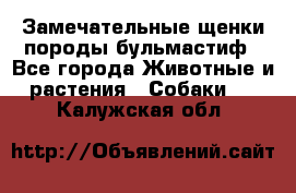 Замечательные щенки породы бульмастиф - Все города Животные и растения » Собаки   . Калужская обл.